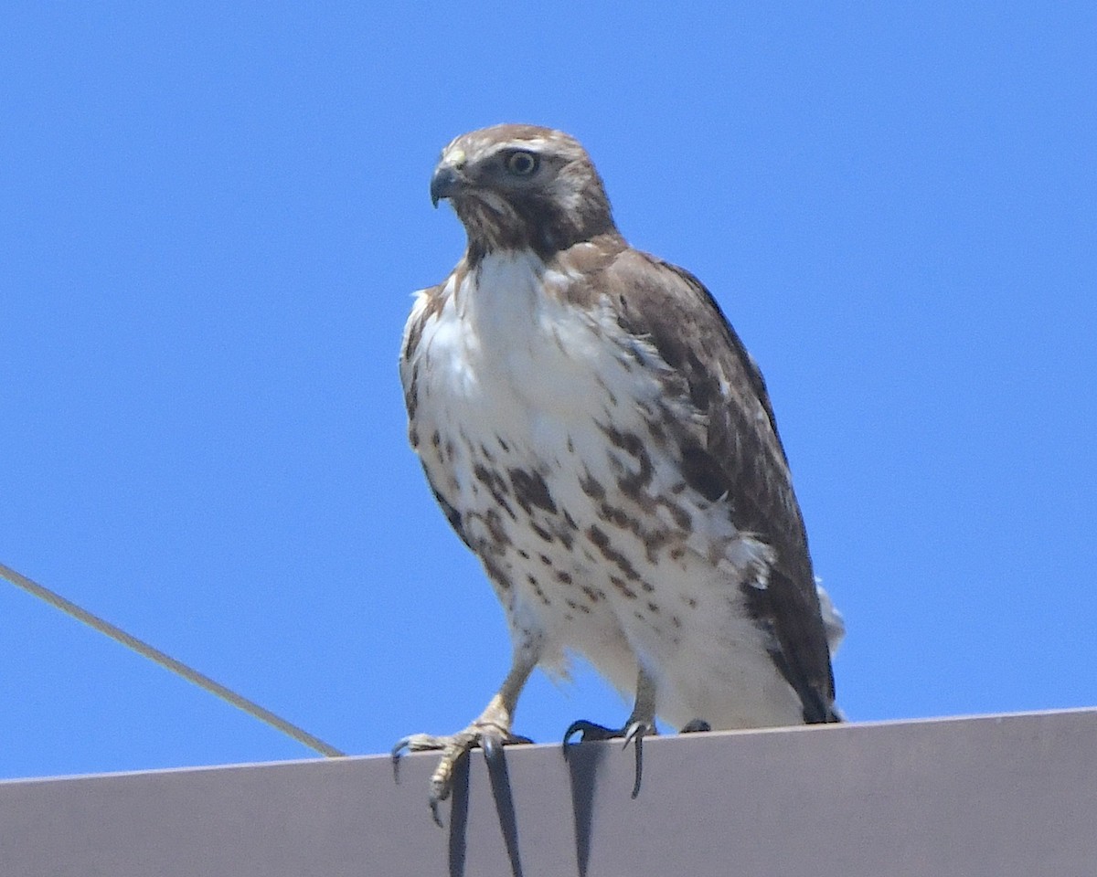 Red-tailed Hawk - ML621533114