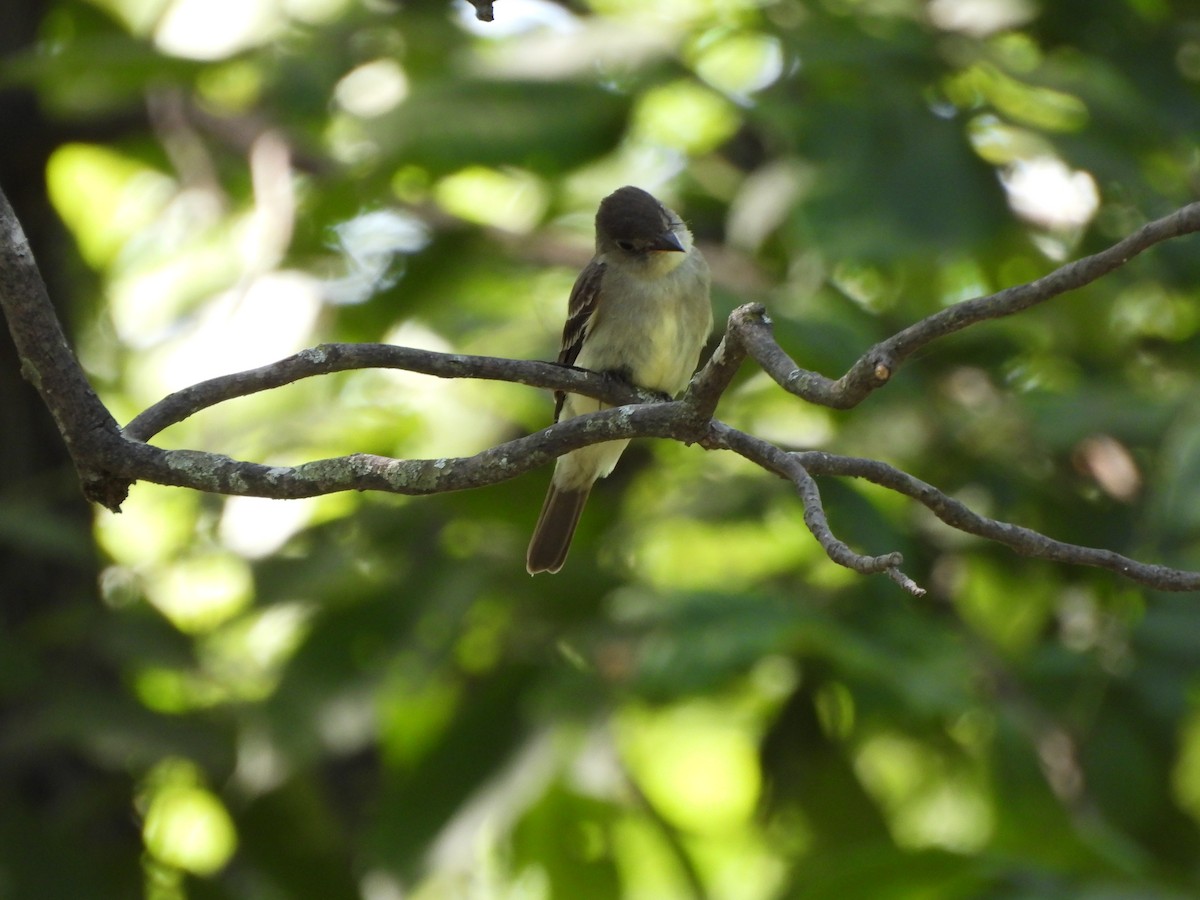 Acadian Flycatcher - ML621533124