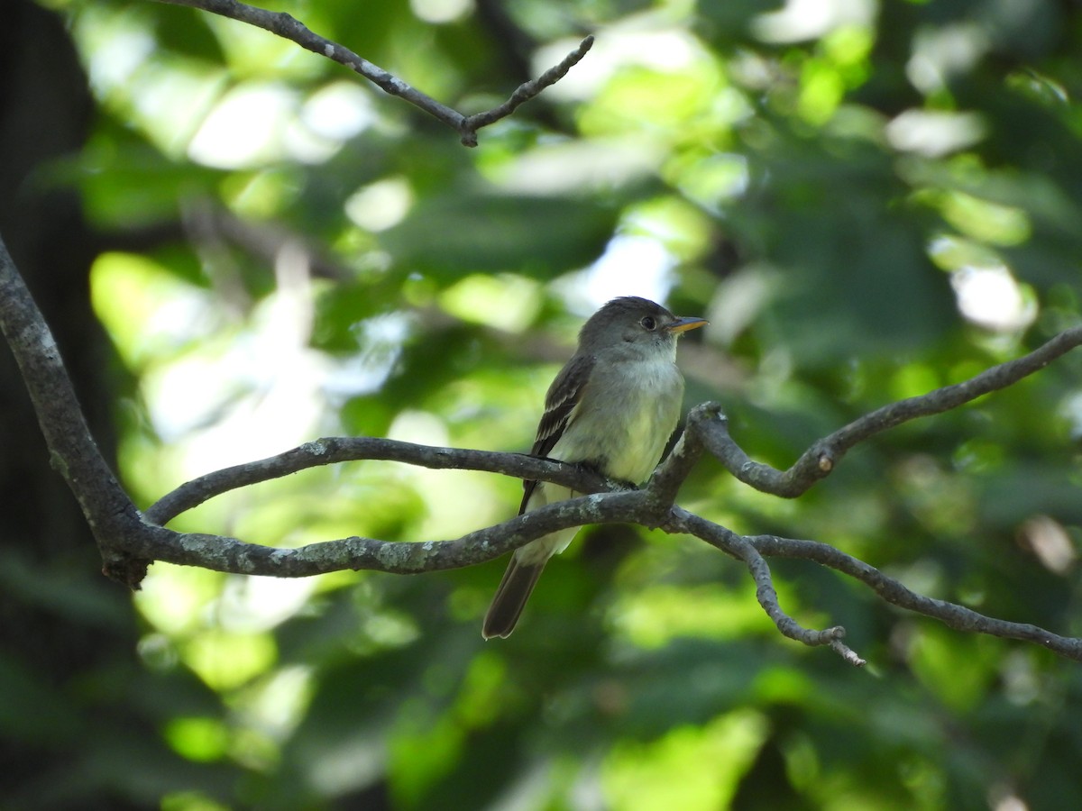 Acadian Flycatcher - ML621533125