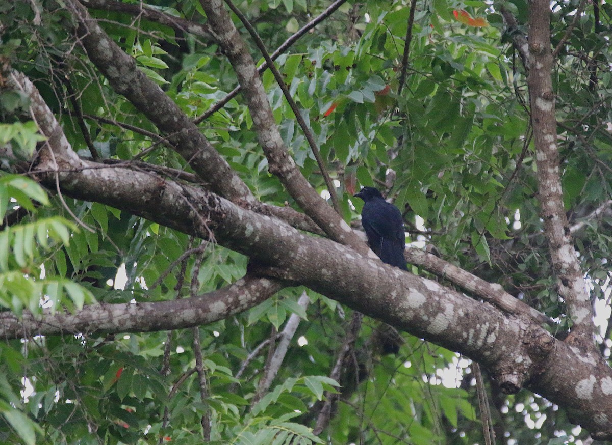 Black-billed Koel - ML621533143