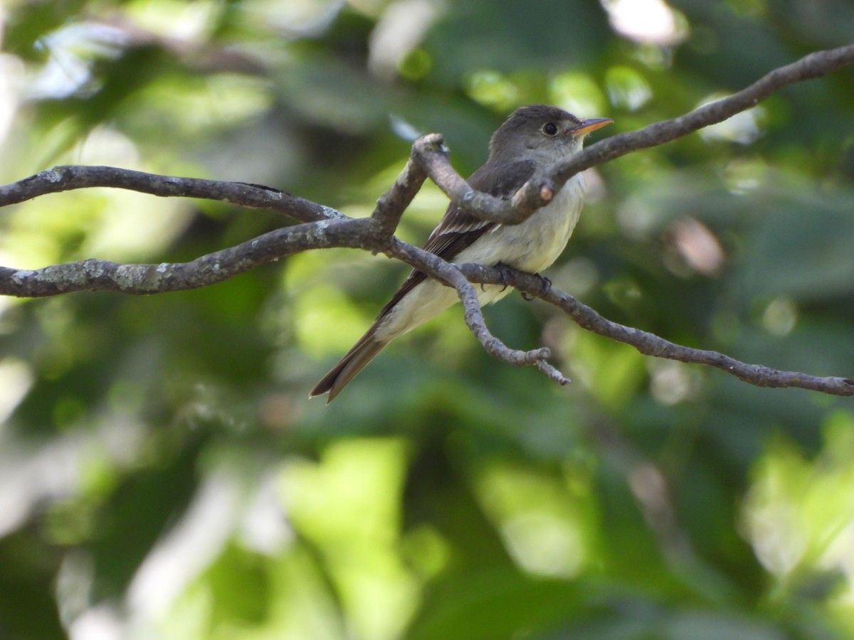 Acadian Flycatcher - ML621533144