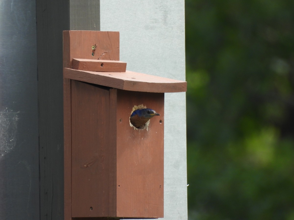 Eastern Bluebird - ML621533146