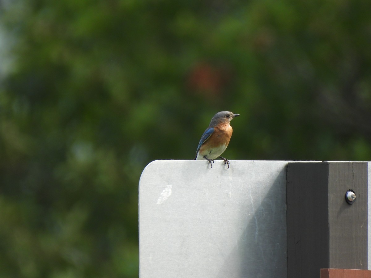 Eastern Bluebird - ML621533147