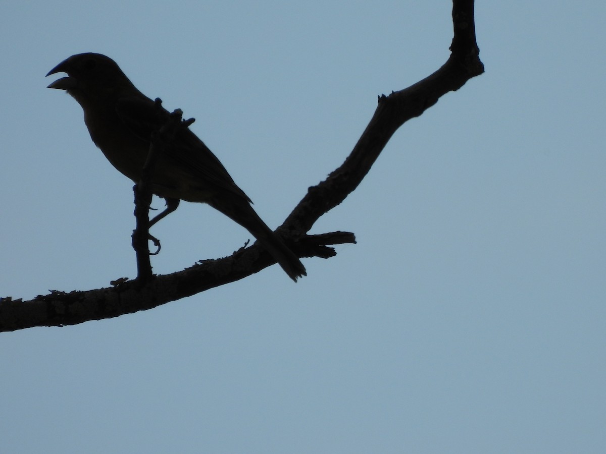 Blue Grosbeak - ML621533156
