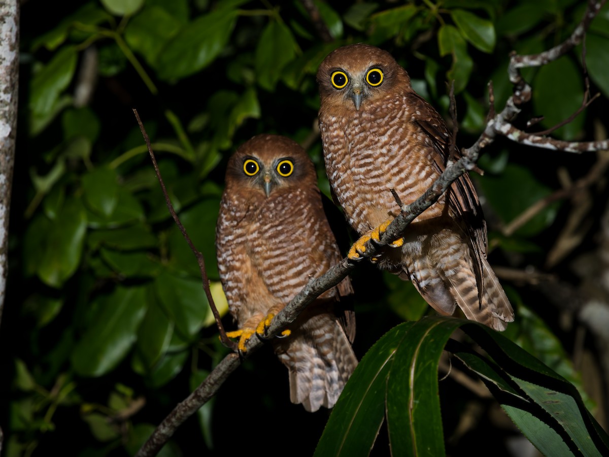 Christmas Island Boobook - ML621533184