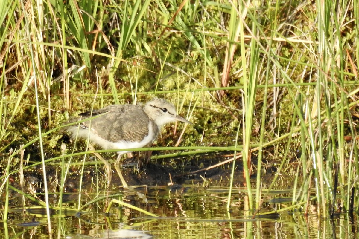 Spotted Sandpiper - Nancy Clogston