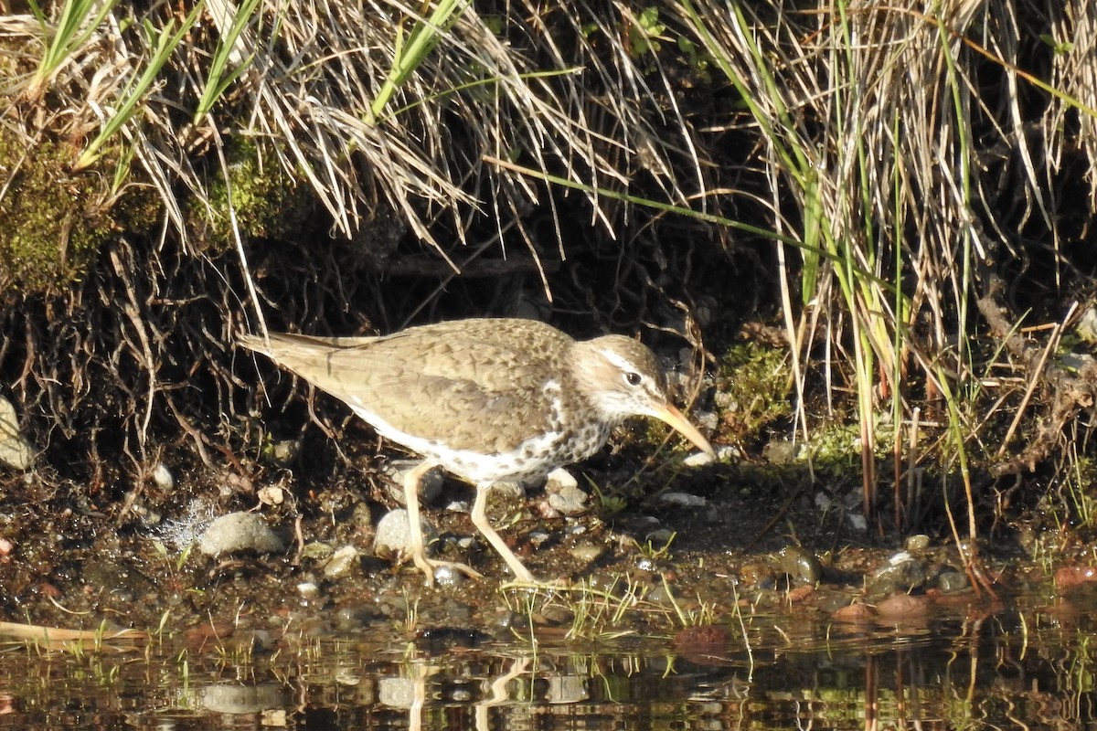 Spotted Sandpiper - Nancy Clogston