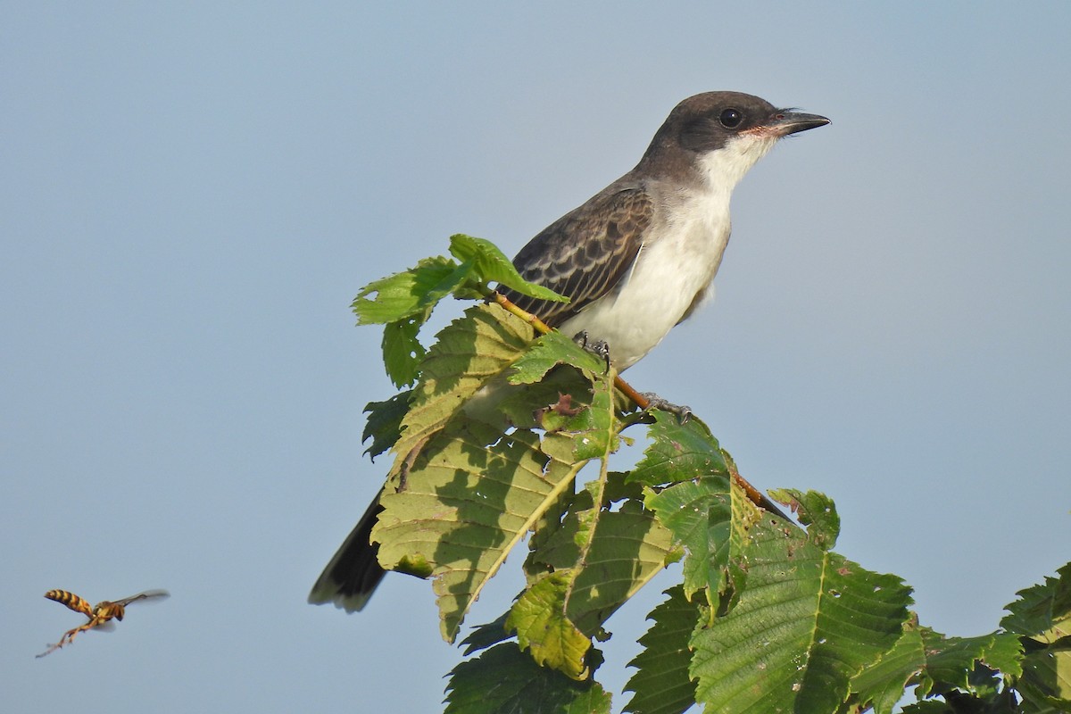 Eastern Kingbird - Tracy W    (°▽°)