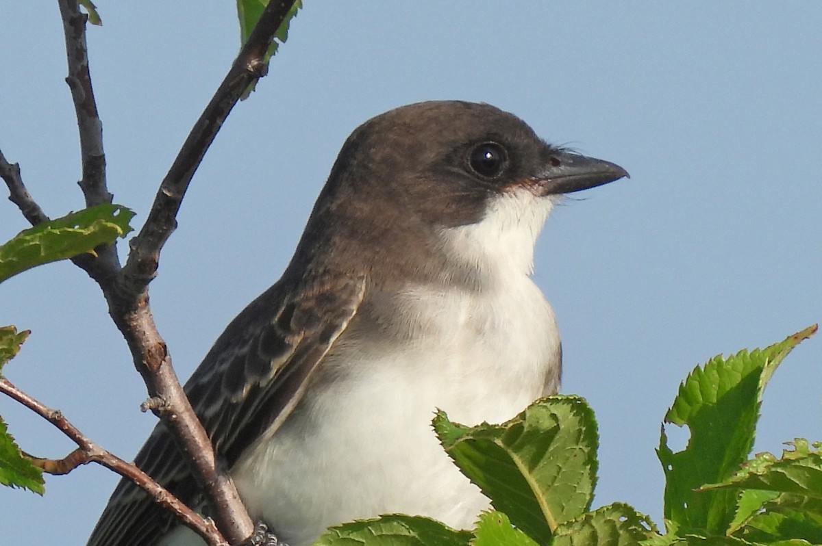 Eastern Kingbird - ML621533208