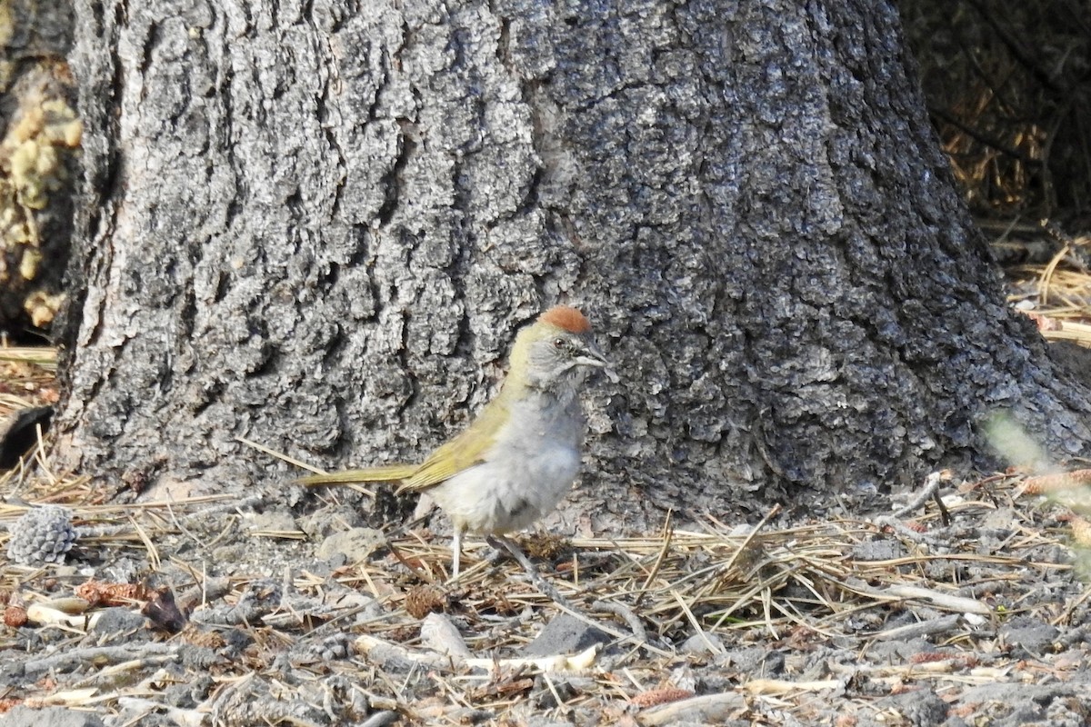 Green-tailed Towhee - ML621533220