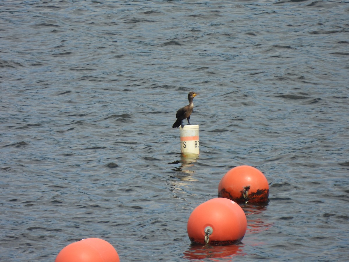 Double-crested Cormorant - ML621533232