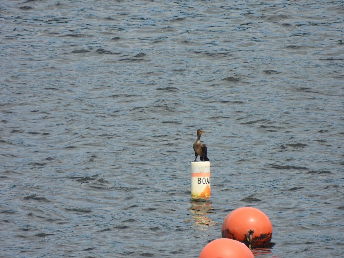 Double-crested Cormorant - ML621533233