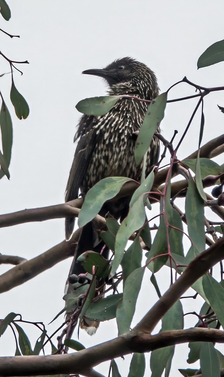 Little Wattlebird - ML621533245