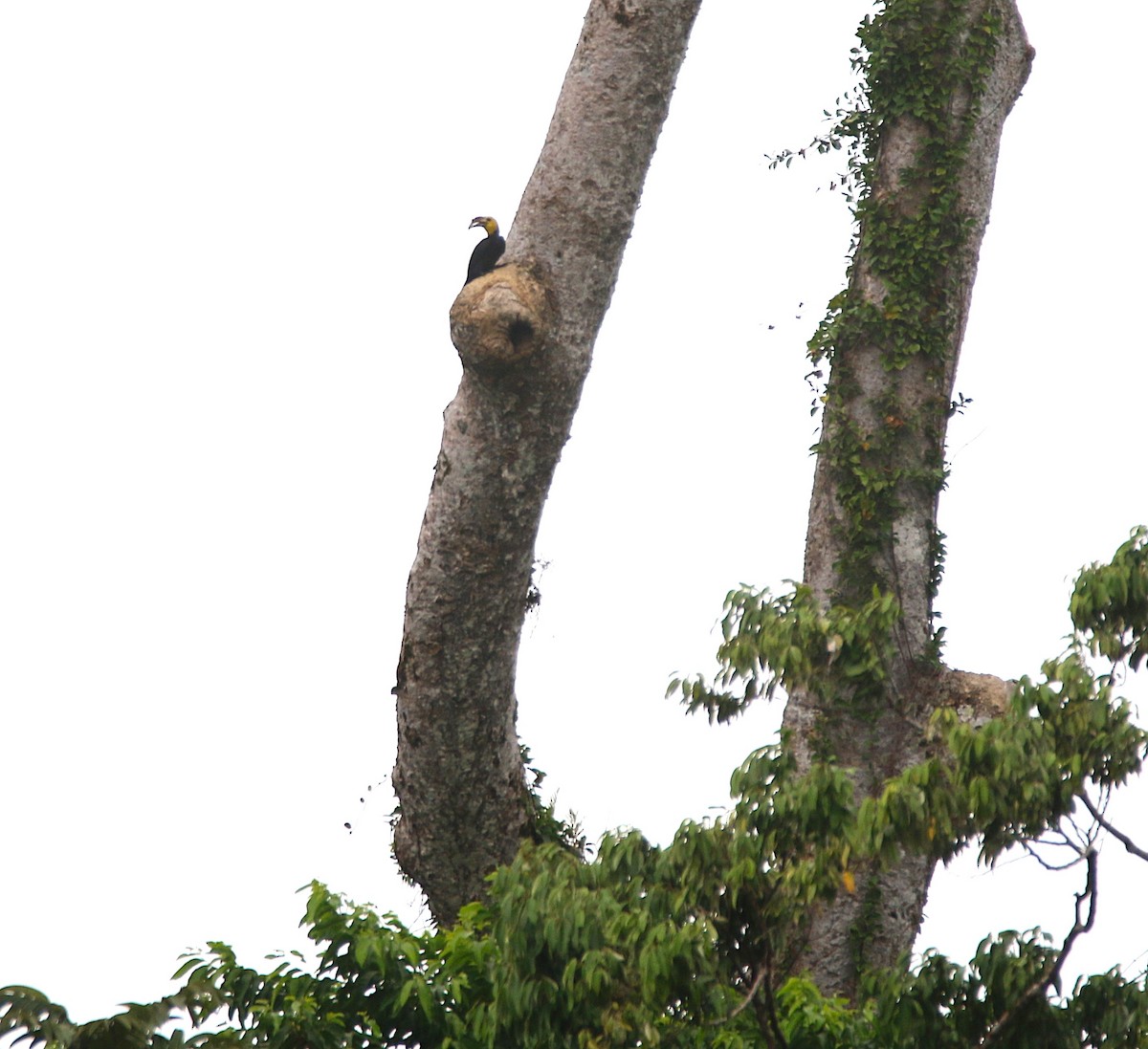 Sulawesi Hornbill - ML621533313