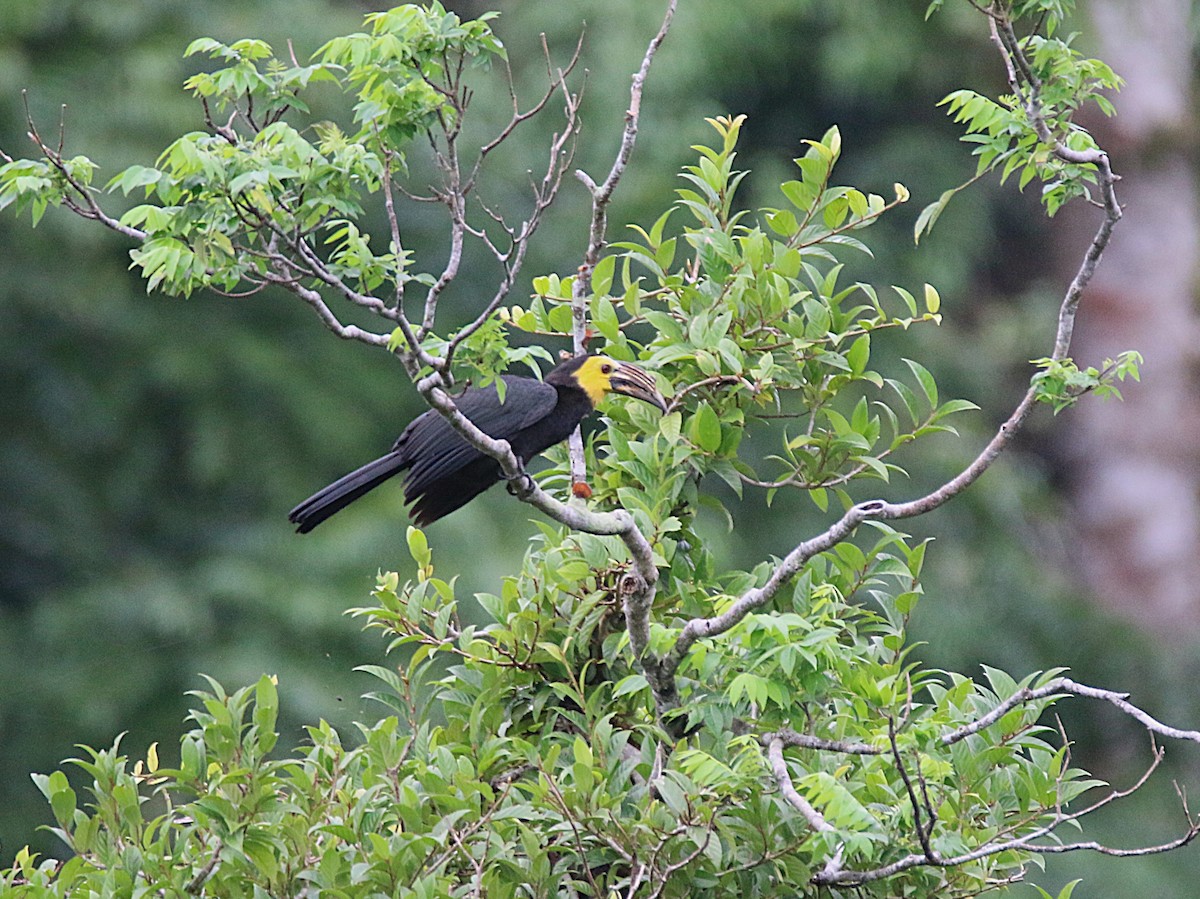 Sulawesi Hornbill - ML621533322