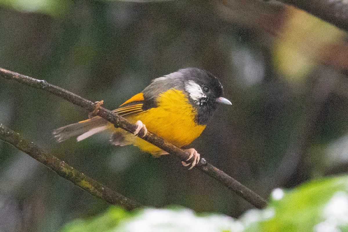 Golden-breasted Fulvetta - ML621533350