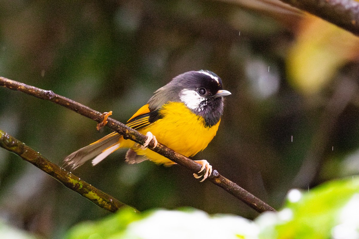 Golden-breasted Fulvetta - ML621533351