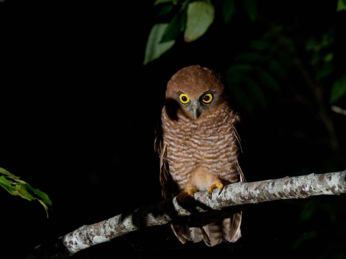 Christmas Island Boobook - ML621533357