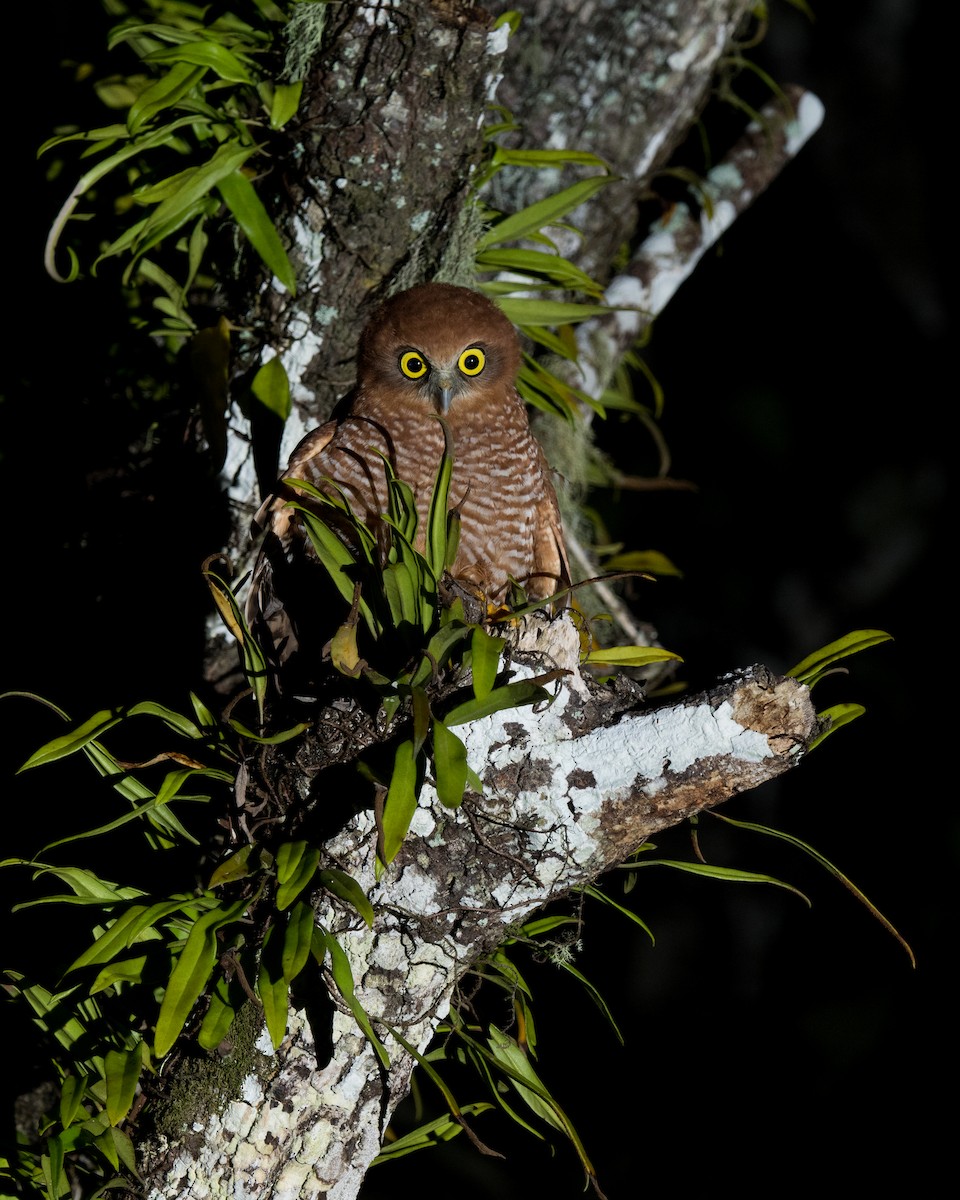 Christmas Island Boobook - ML621533366