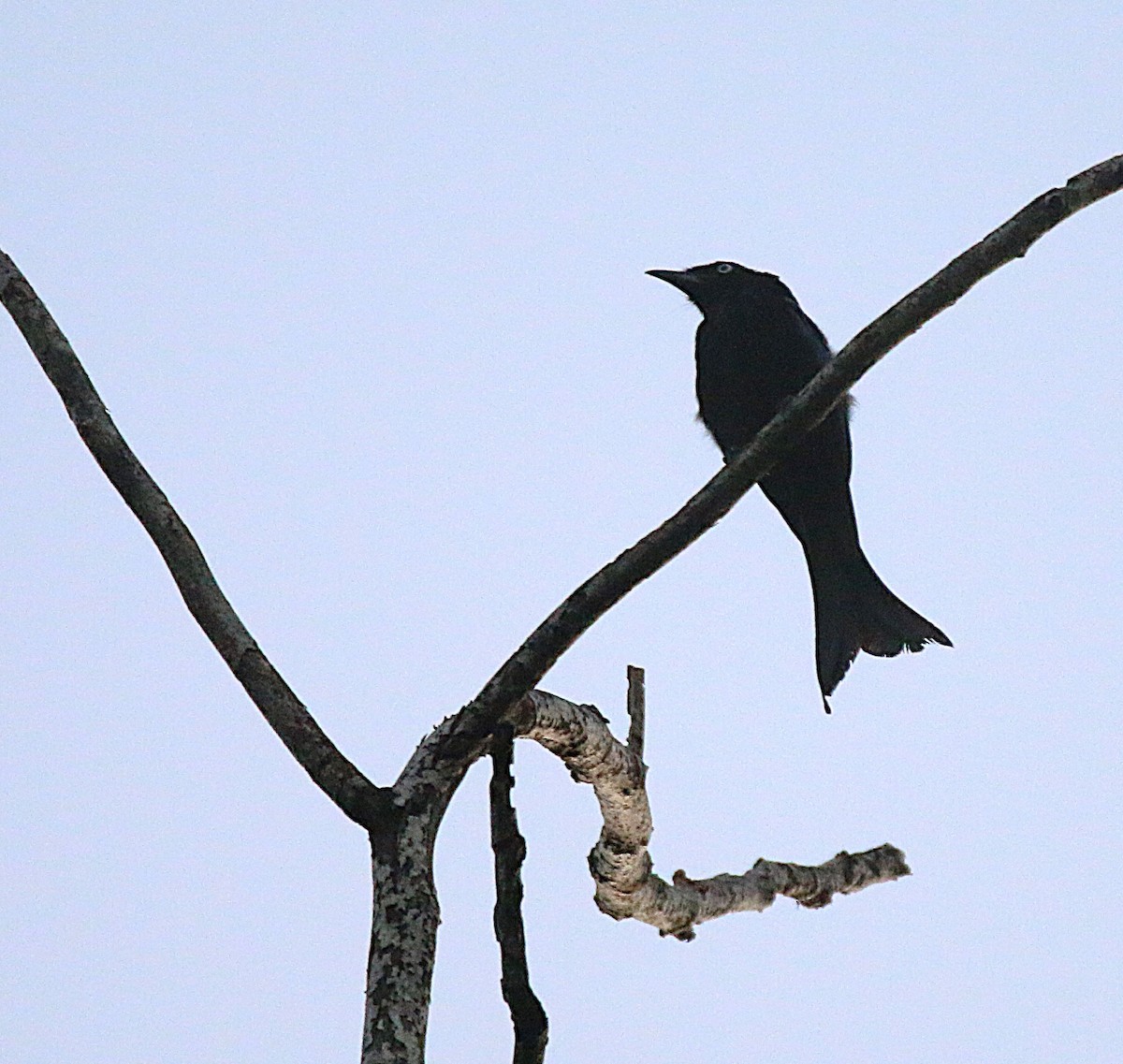 Hair-crested Drongo - ML621533386