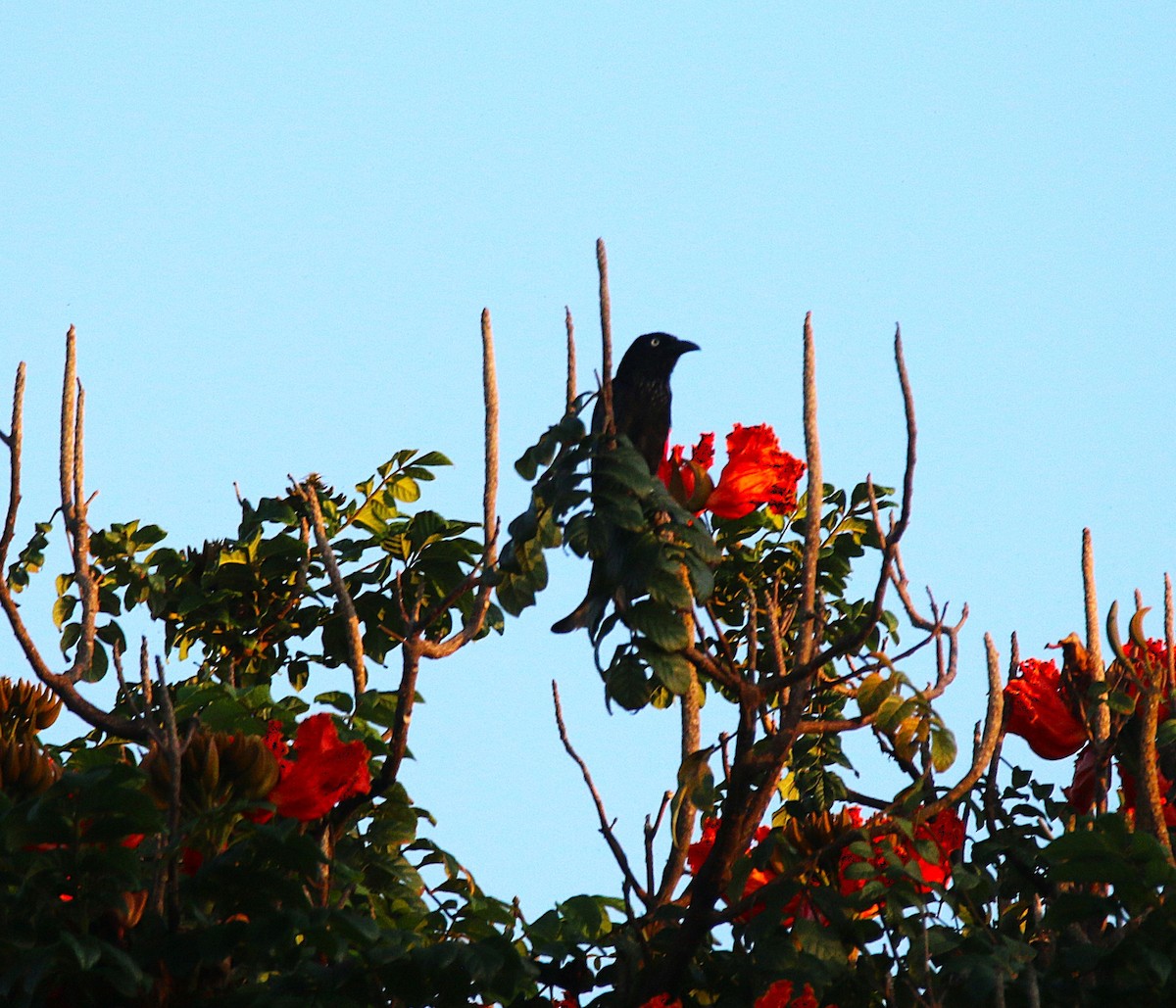 Hair-crested Drongo - ML621533387