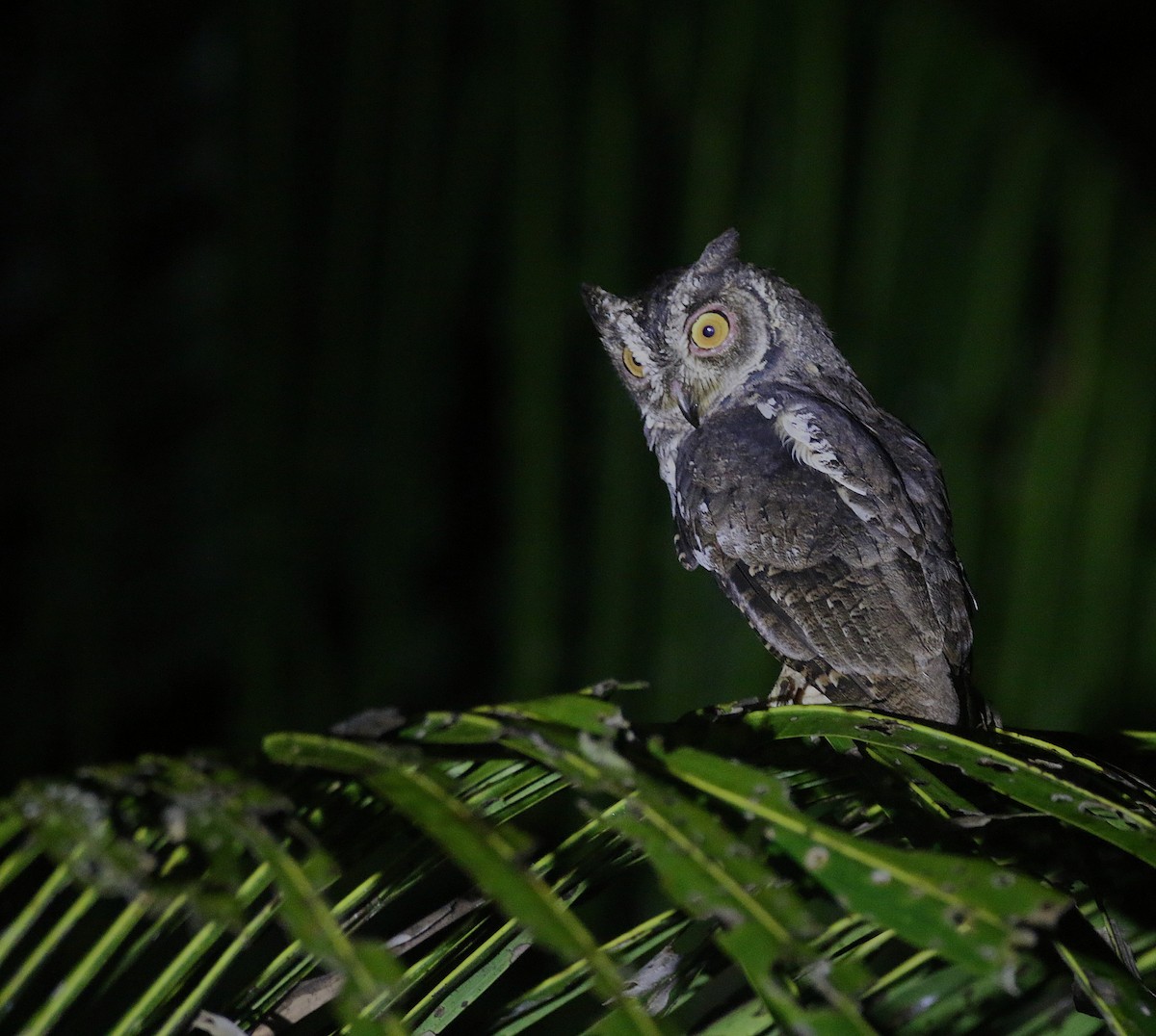Moluccan Scops-Owl - ML621533429