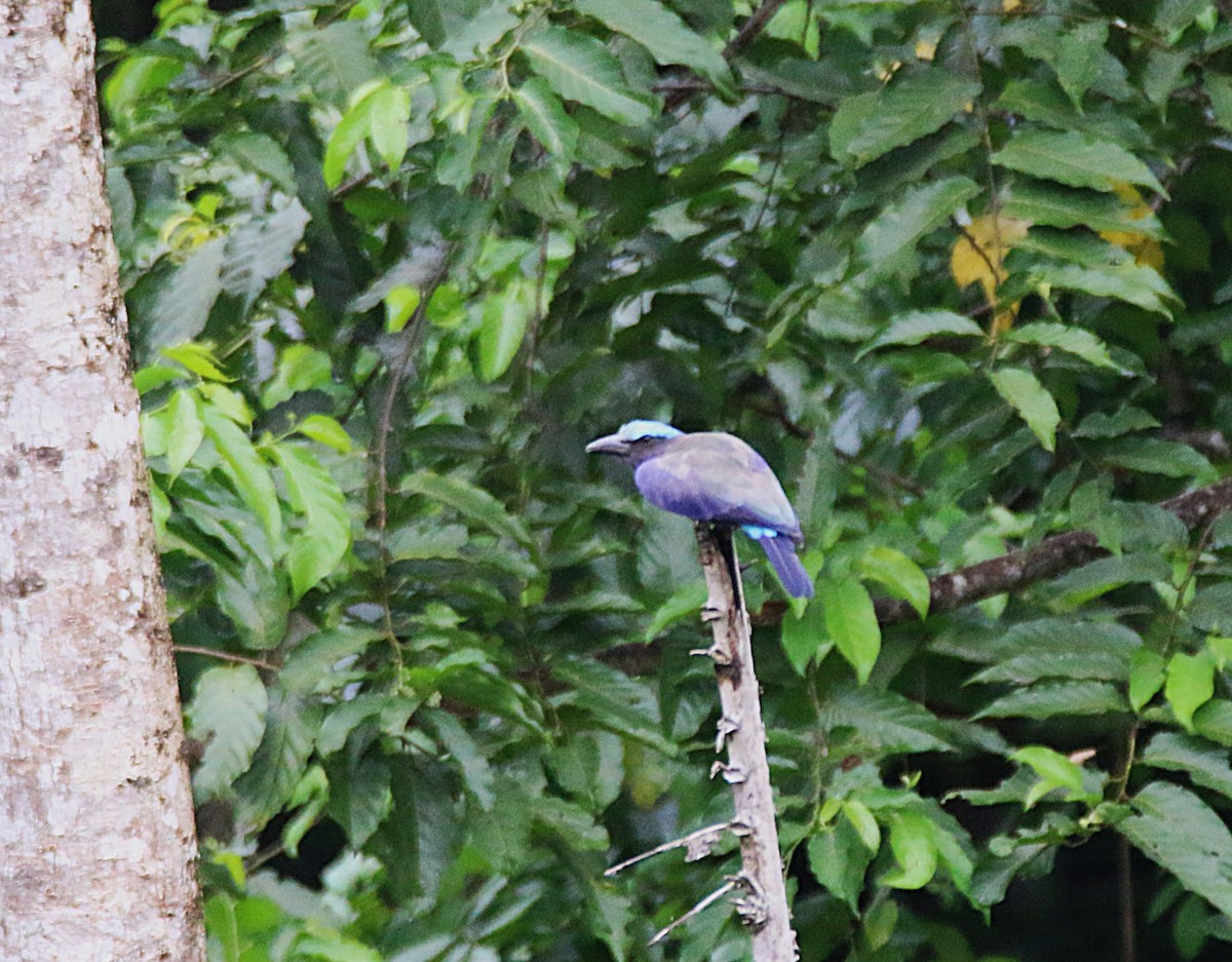 Purple-winged Roller - ML621533470
