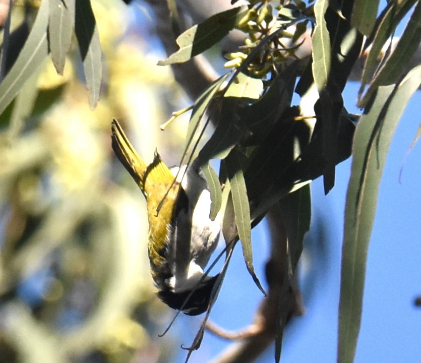 White-throated Honeyeater - ML621533476