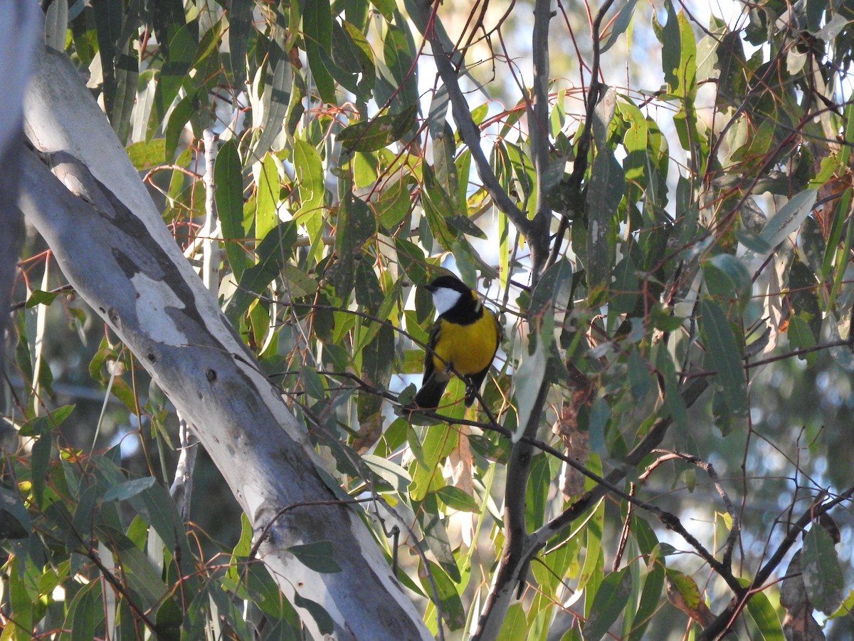 Golden Whistler - ML621533478