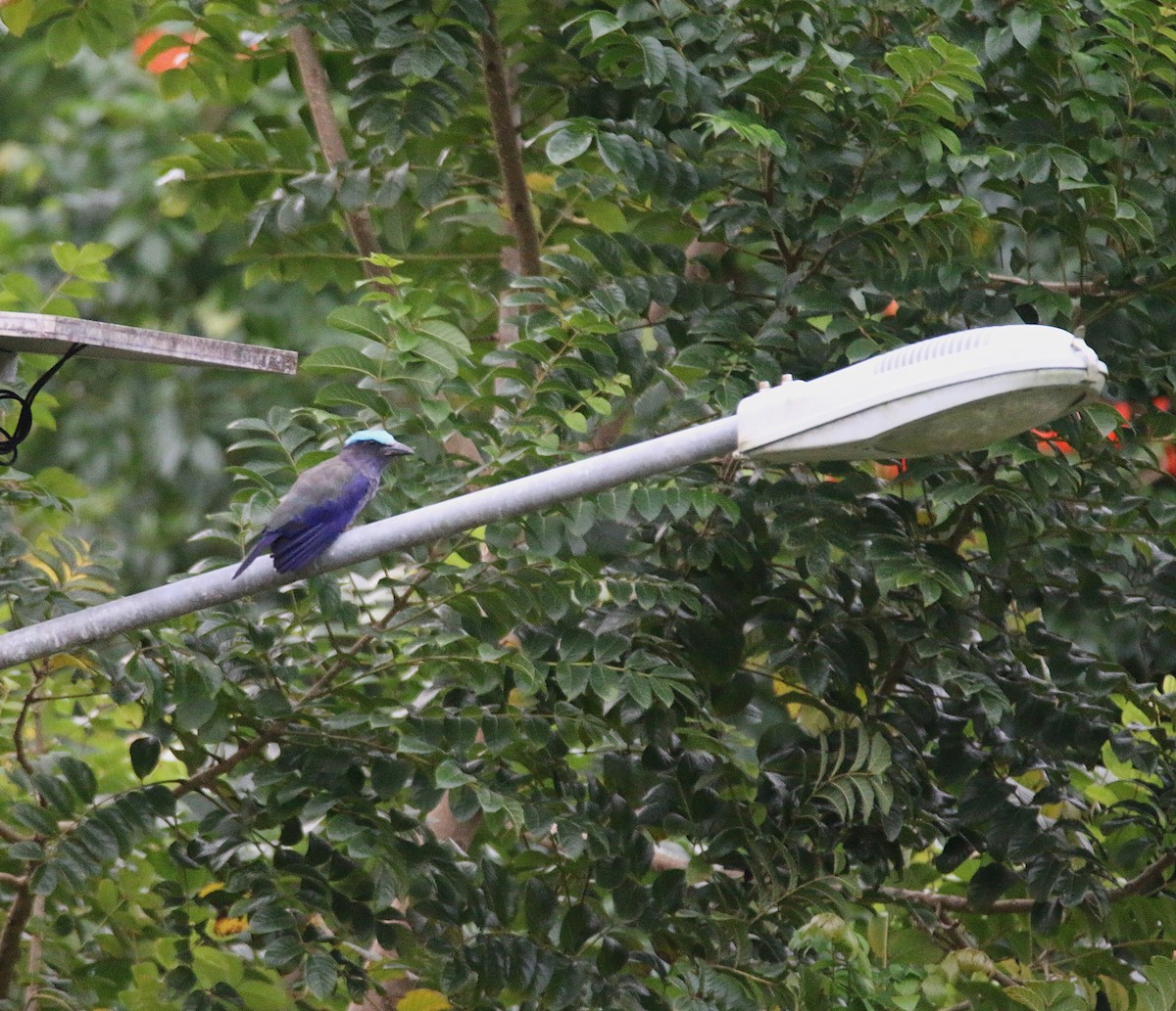 Purple-winged Roller - ML621533497