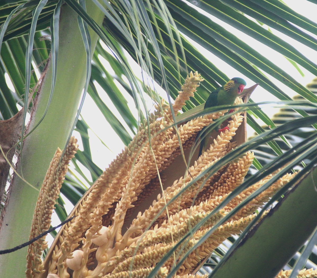 Red-flanked Lorikeet - ML621533531