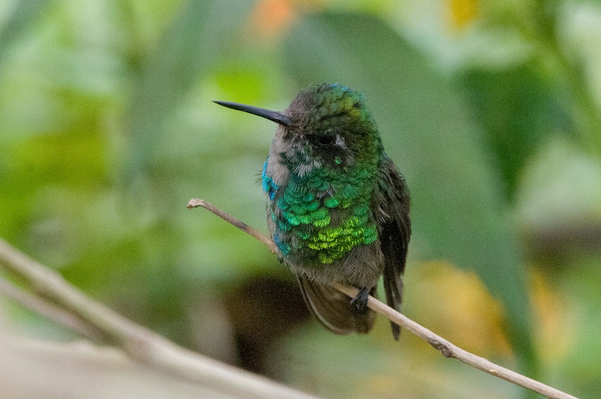 Golden-crowned Emerald - ML621533559