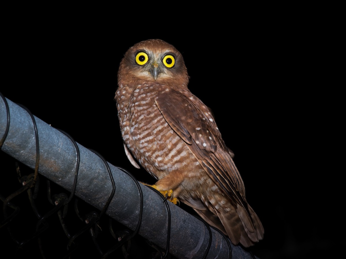 Christmas Island Boobook - ML621533596
