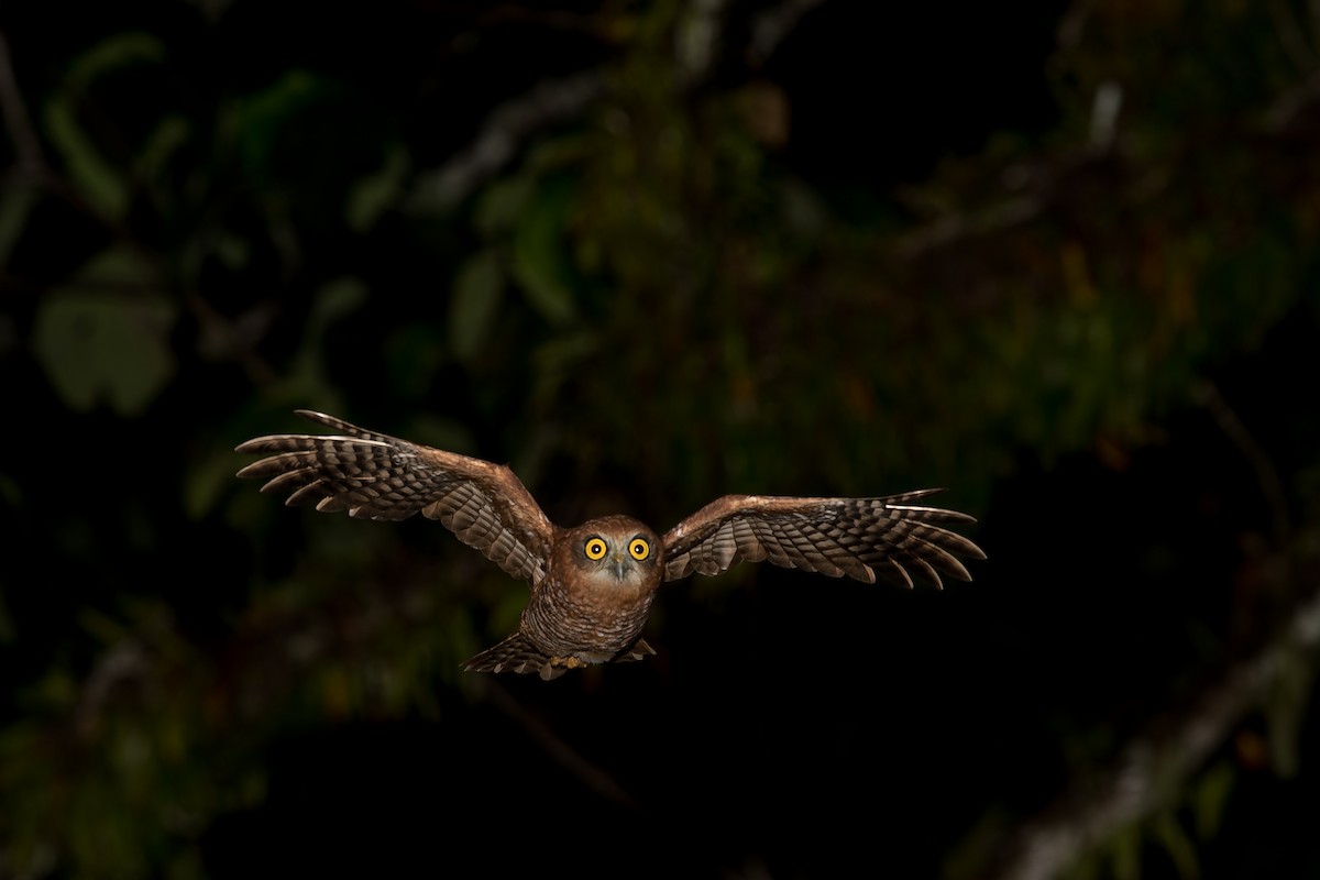 Christmas Island Boobook - Richard Jackson