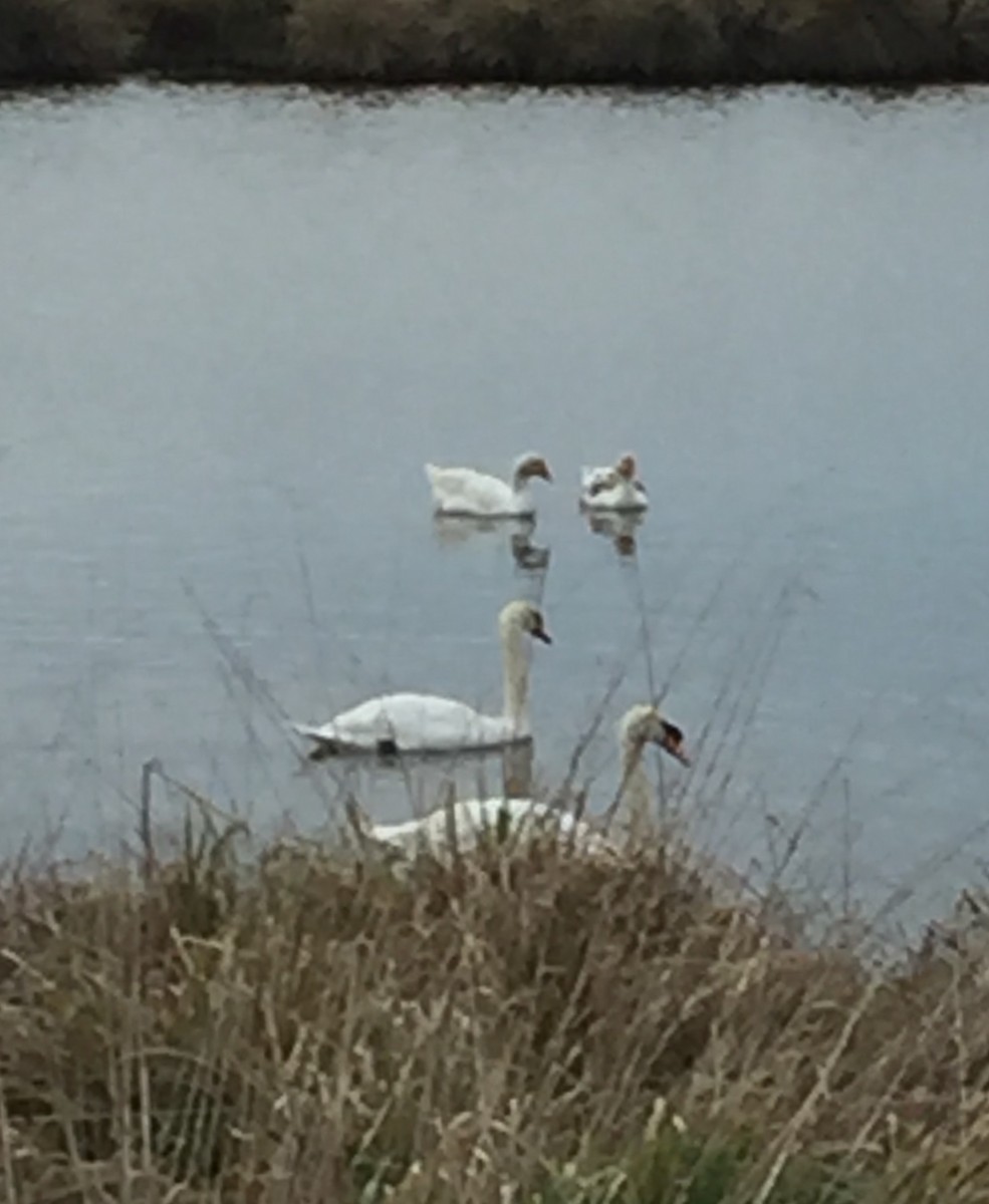 Mute Swan - ML621533695