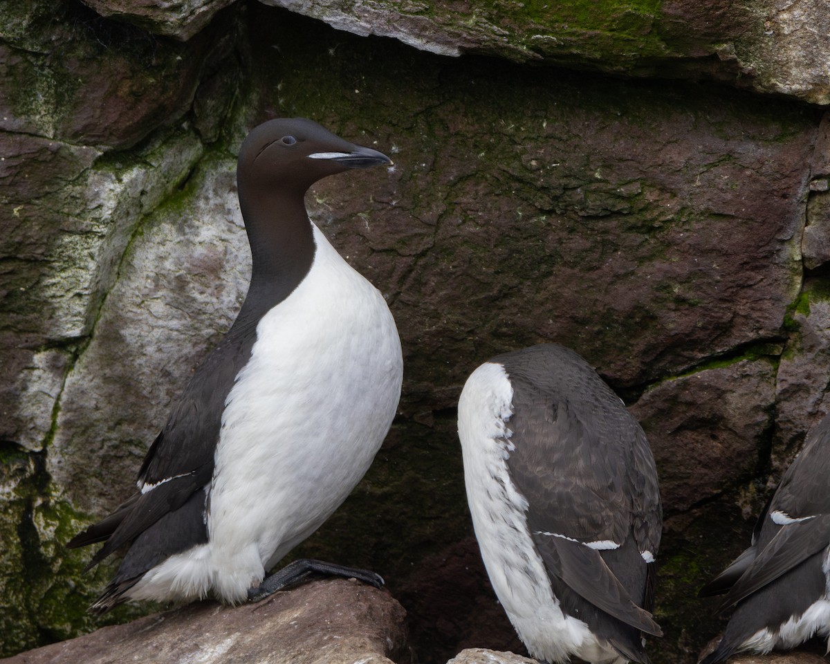 Thick-billed Murre - ML621533773