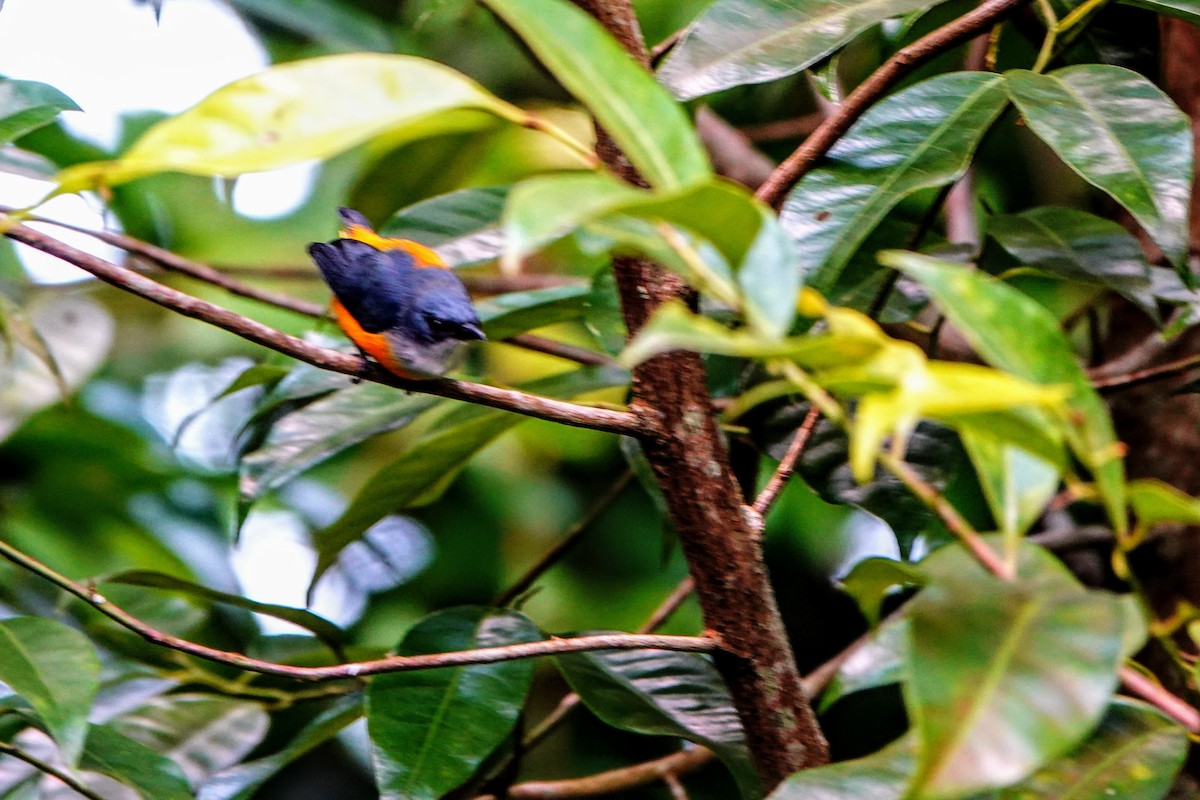 Orange-bellied Flowerpecker - ML621533872