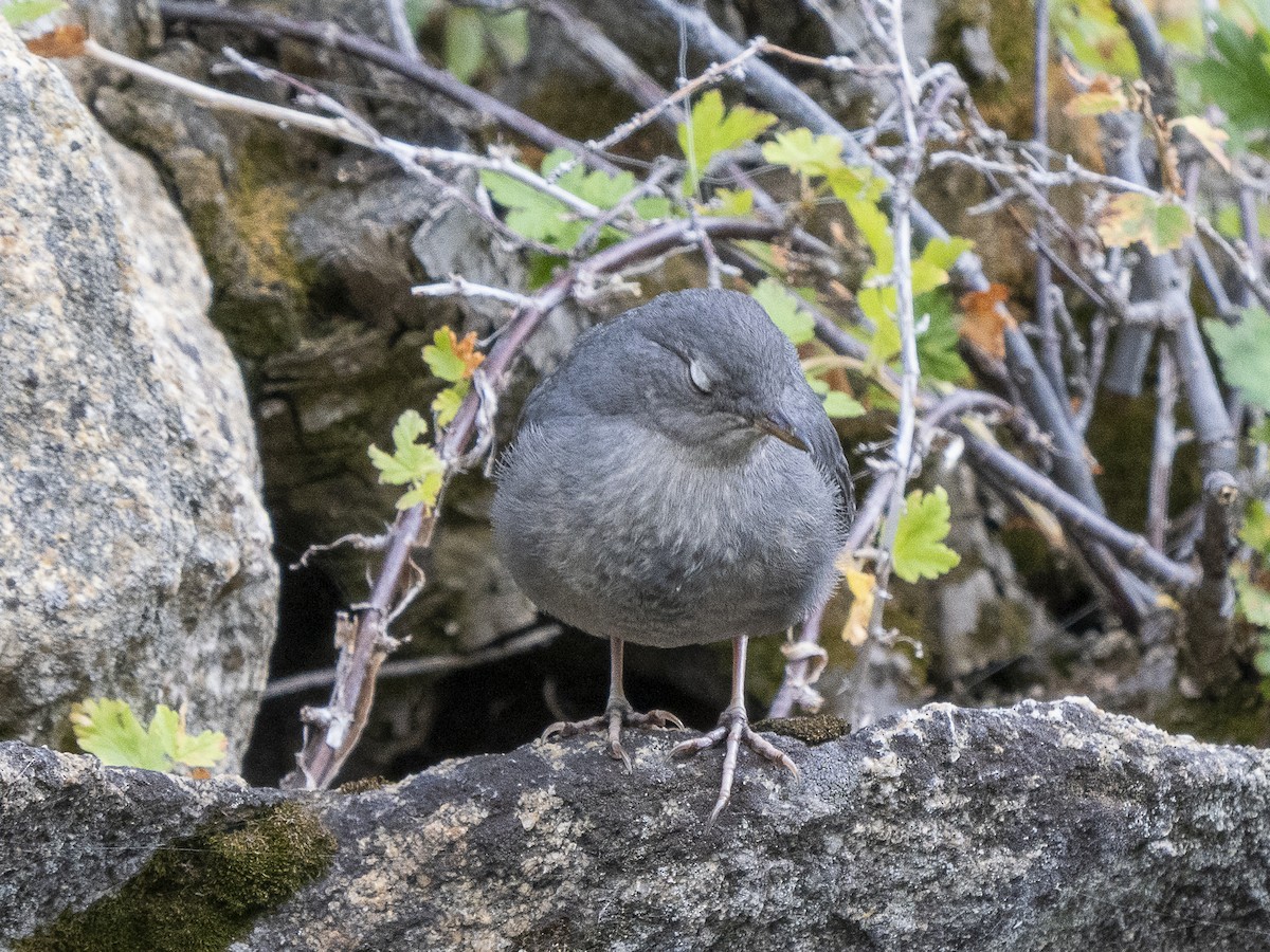 メキシコカワガラス - ML621533885