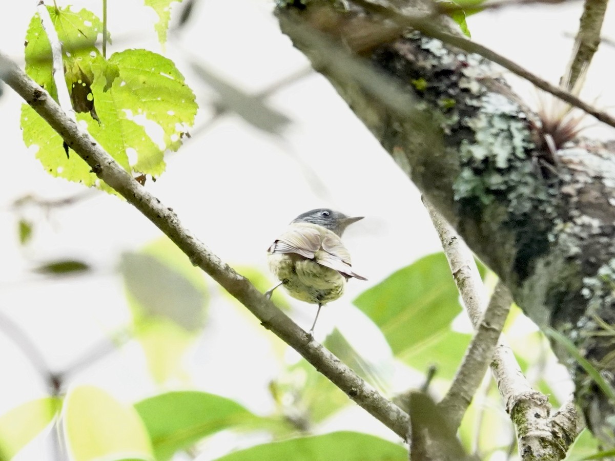 Ashy-headed Tyrannulet - ML621533915