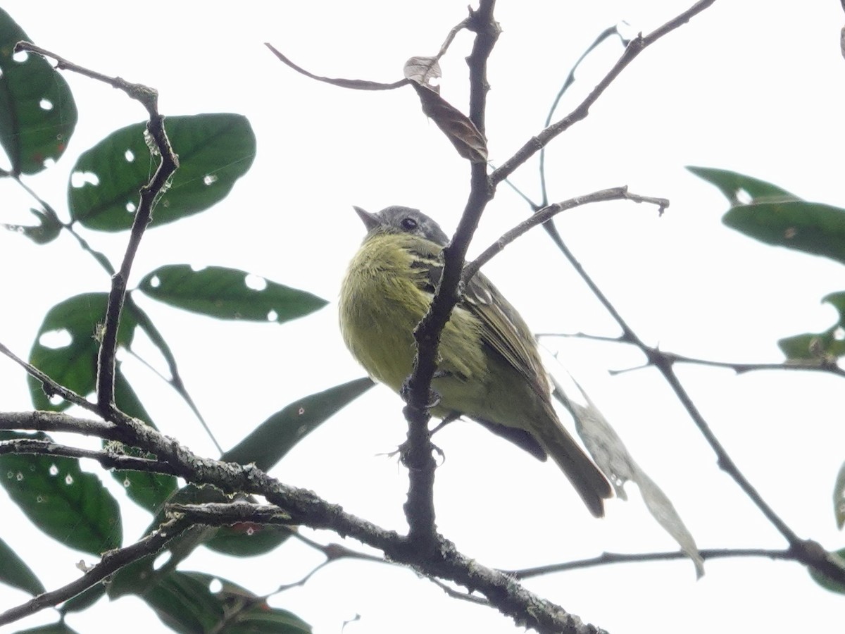 Ashy-headed Tyrannulet - ML621533916