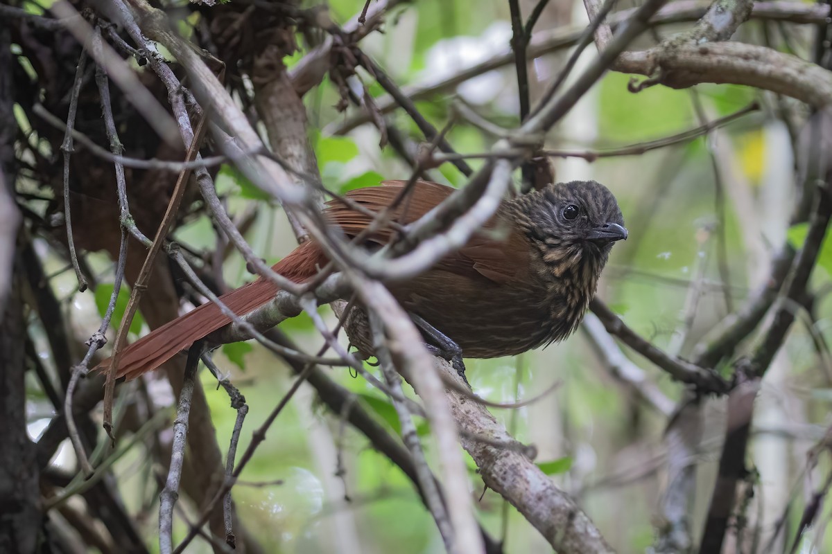 Rufous-backed Treehunter - ML621533919