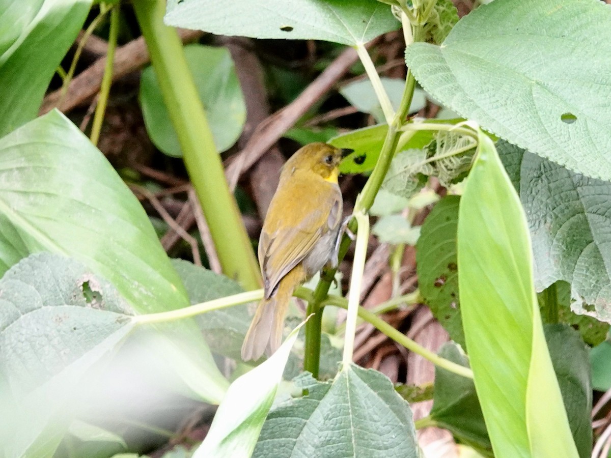 Short-billed Chlorospingus - ML621533980