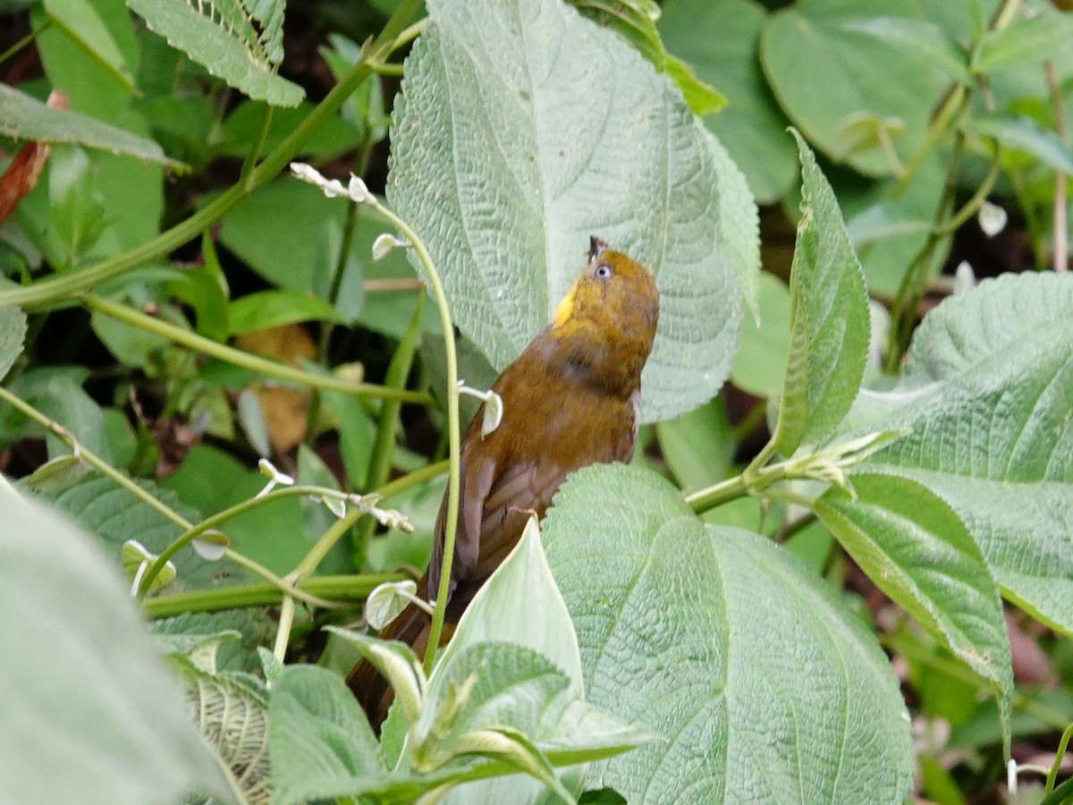 Short-billed Chlorospingus - ML621533981