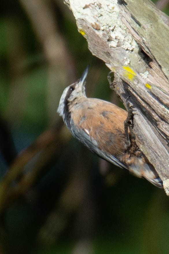 Indian Nuthatch - ML621533988