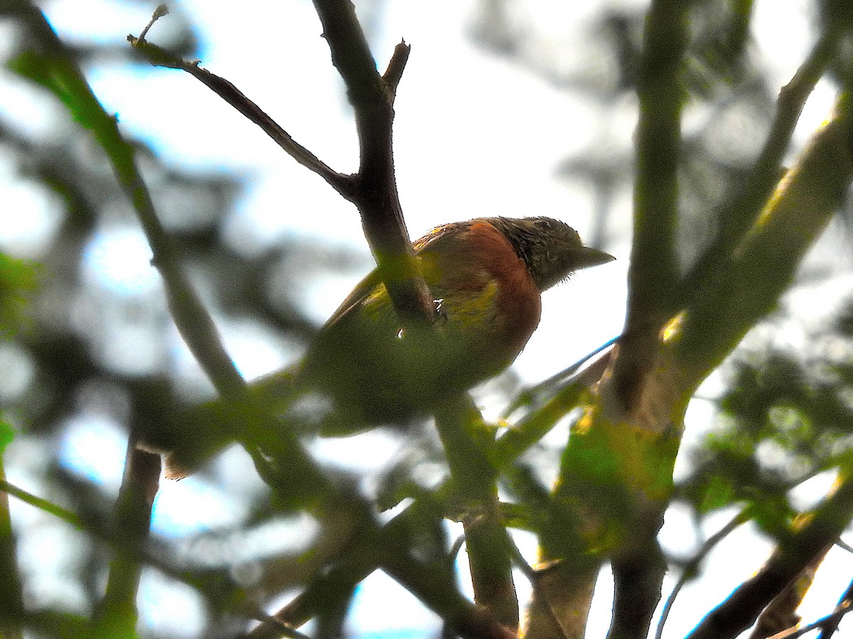 Belted Flycatcher - ML621534092