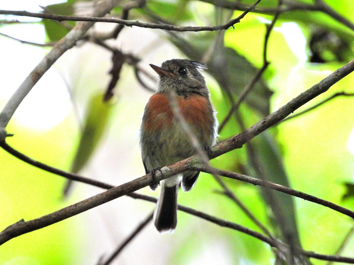 Belted Flycatcher - ML621534093