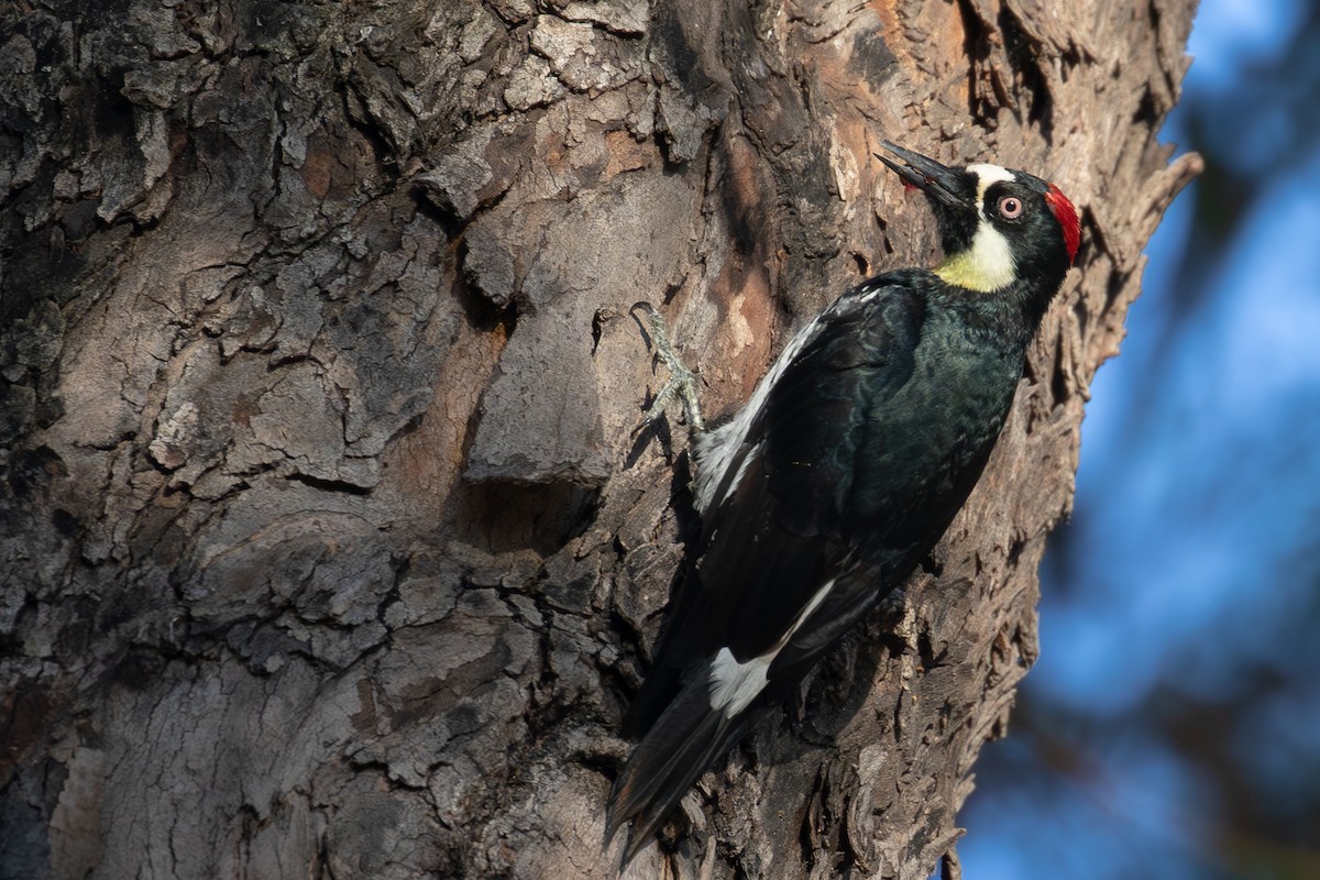 Acorn Woodpecker - ML621534135