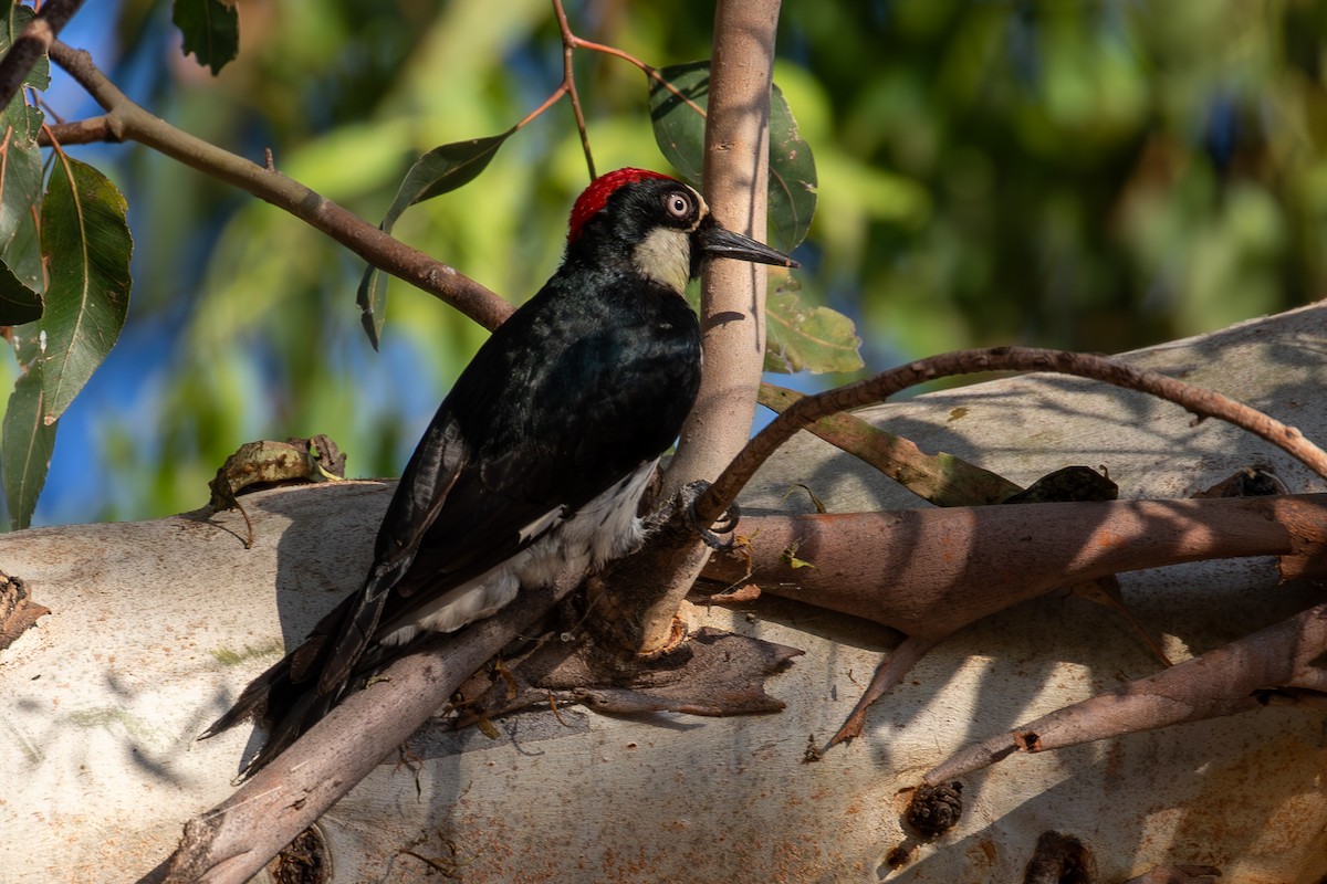 Acorn Woodpecker - ML621534136