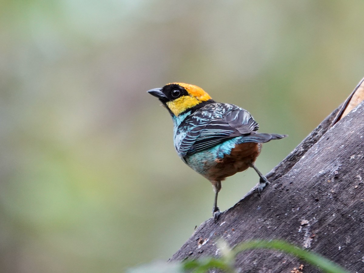 Saffron-crowned Tanager - ML621534150