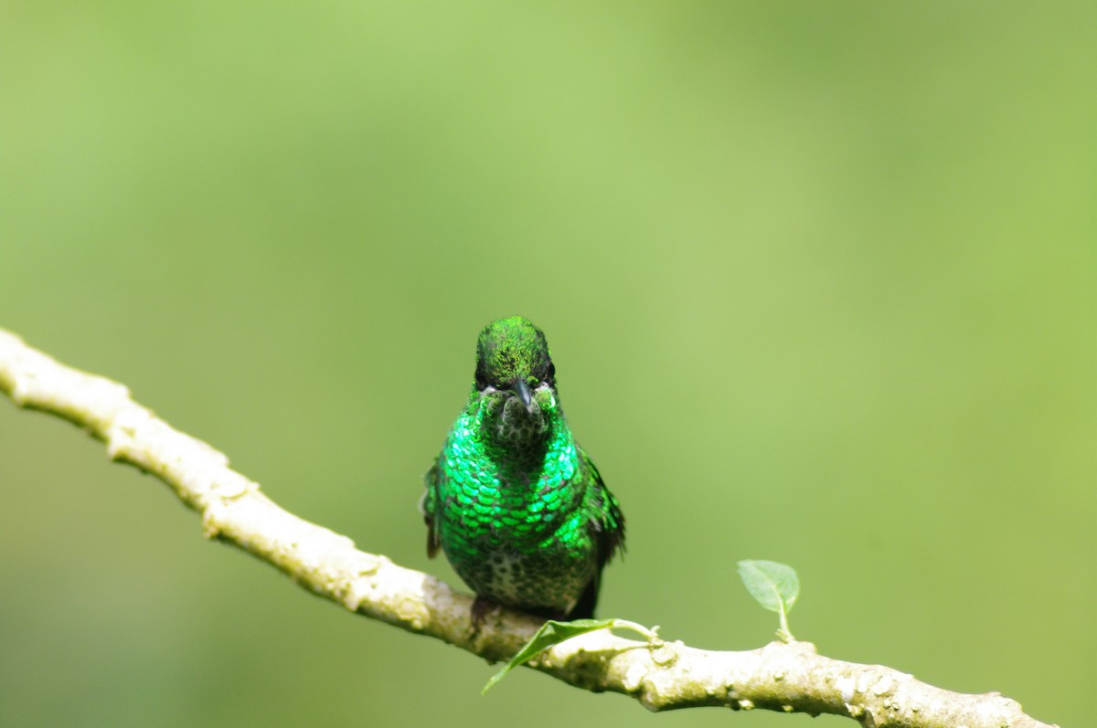 Green-crowned Brilliant - ML621534225